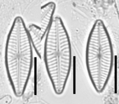 Navicula antonii