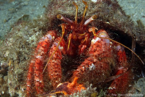 Mauve Eyed Hermit Crab