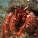 Mauve Eyed Hermit Crab - Photo (c) Tony Strazzari, some rights reserved (CC BY-NC), uploaded by Tony Strazzari