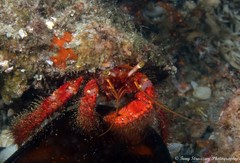 Dardanus crassimanus