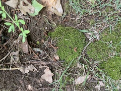 Barbula unguiculata