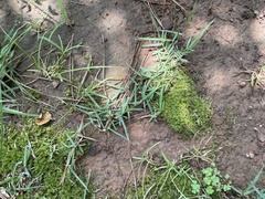 Barbula unguiculata