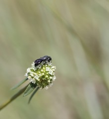 Hylaeus schwarzii