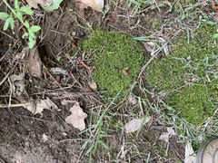 Barbula unguiculata