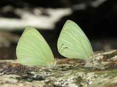 Pseudopieris nehemia