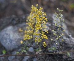 Echinopterys eglandulosa