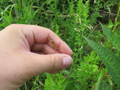 Carex texensis