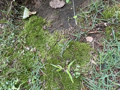 Barbula unguiculata
