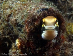 Petroscirtes fallax