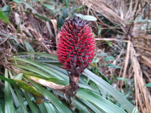 Pitcairnia guzmanioides