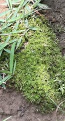 Barbula unguiculata