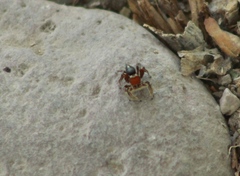 Habronattus forticulus