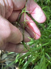Carex collinsii