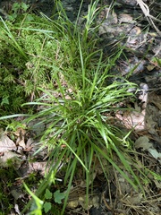 Carex collinsii