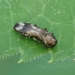 Agrilus subcinctus