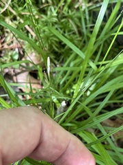 Carex collinsii