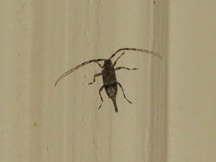 Graphisurus despectus