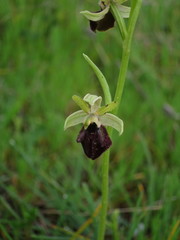 Ophrys sphegodes atrata