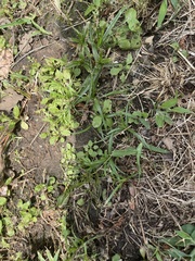 Mazus pumilus
