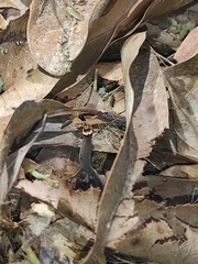 Lepidoblepharis sanctaemartae
