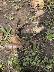 Mazus pumilus