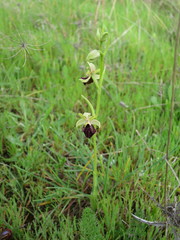 Ophrys sphegodes atrata