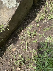 Mazus pumilus