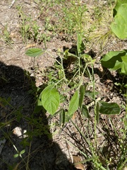 Rhynchosia tomentosa