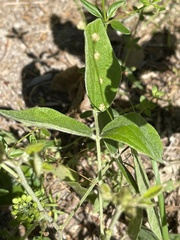 Rhynchosia tomentosa