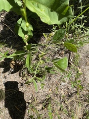 Rhynchosia tomentosa