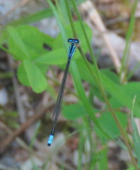 Enallagma divagans