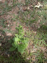 Salvia lyrata