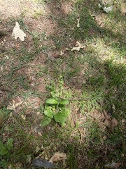 Salvia lyrata