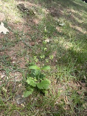 Salvia lyrata