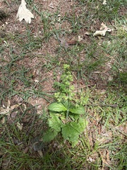 Salvia lyrata