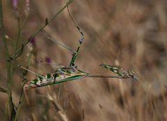 Empusa pennicornis