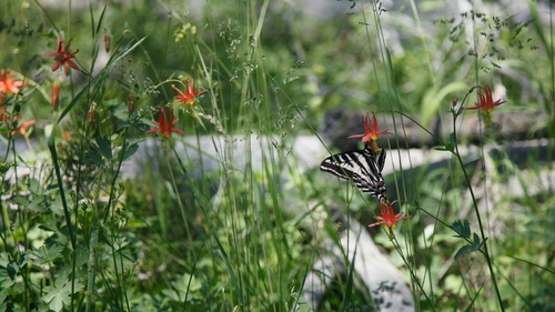 iNaturalist observation photo of Pale Swallowtail