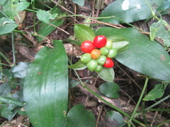 Scadoxus membranaceus