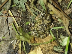 Pleurodema brachyops