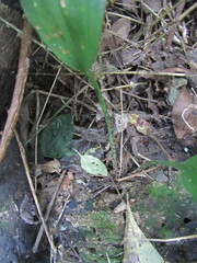 Scadoxus membranaceus