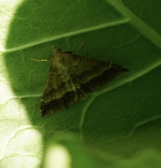 Tetanolita palligera