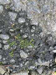 Bryum