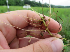 Rhizobium leguminosarum