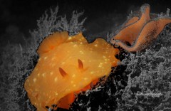 Doriopsilla peculiaris