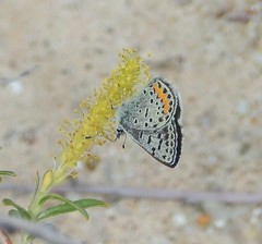 Euphilotes centralis