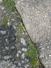 Bryum