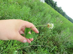 Rhizobium leguminosarum