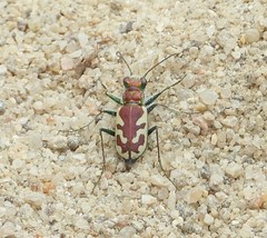 Cicindela lengi