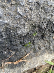 Bryum