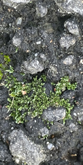 Bryum